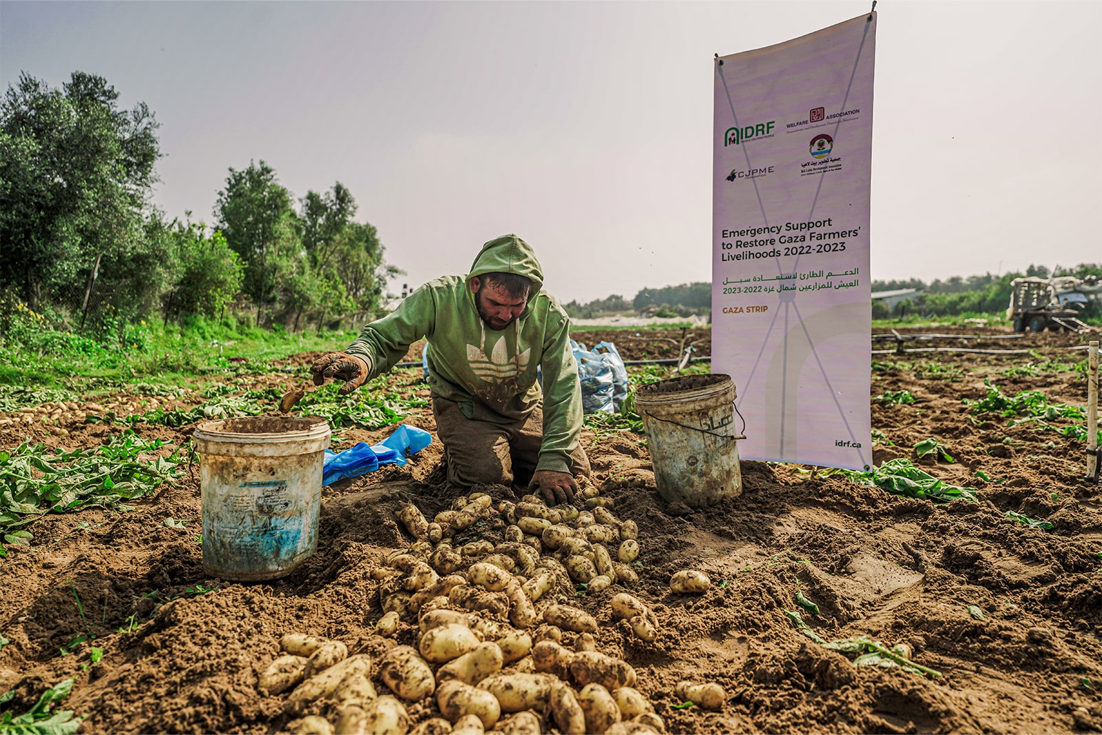 A man kneels in the dirt, carefully harvesting fresh potatoes, showcasing his connection to the earth and agriculture.
