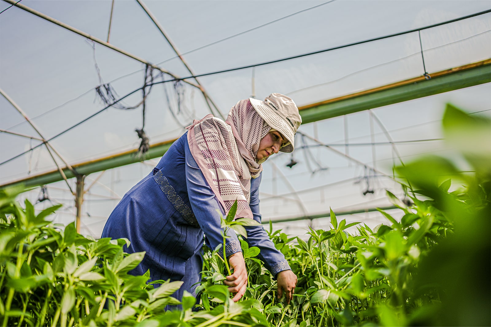 A woman wearing a hat and scarf harvests fresh green beans in a garden, showcasing her dedication to gardening.